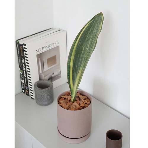 15CM Succulent Cactus Plant Sansevieria Masoniana Variegated Home Garden Plant - Picture 5 of 14