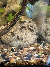 10 Malaysian Trumpet Snails MTS Live Snail Freshwater Aquarium Pond