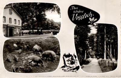 das schöne vossloch, hotel ''grüner wald''