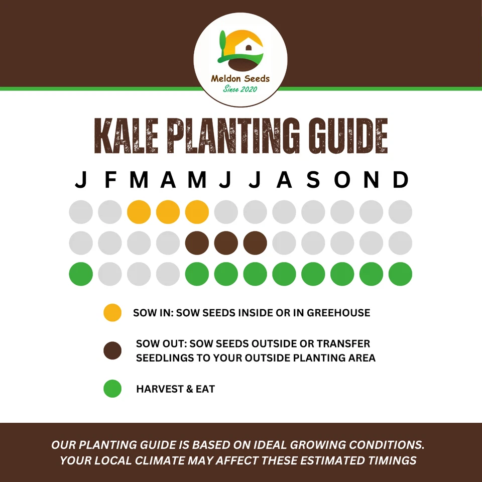 Kale Seeds Nero Di Toscana 200 Fresh Cavolo Nero Seeds Curly Dark Kale Vegetable - Image 3 of 4