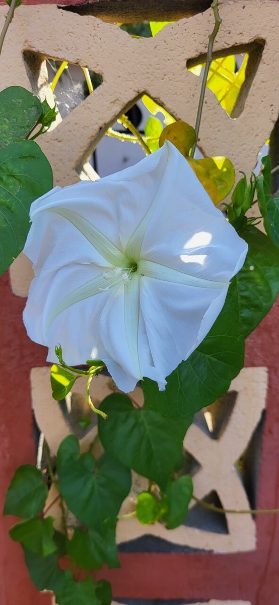 Blume aus Mondstein - Ipomoea Alba - Giants Gefhrdete Nachtfalter - 6  Saatgut | eBay.de