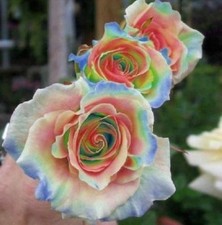 10 Rainbow Rose Seeds Flower Bush Perennial Flowers Seed Bloom 266 US SELLER