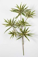 Artplants KüNstlicher Dracaena Reflexa Jamaica Zweig Mayra, GrüN-Gelb, 70Cm