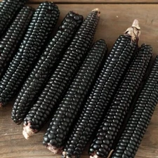 Midnight Black Corn Seeds for Planting - Non-GMO Maize - Stunning Black Corn