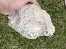 Unprepped Oreodont Skull, Oligocene, Badlands, South Dakota Fossil