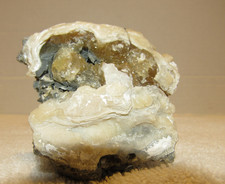 Golden Calcite Crystal Fossil Clam Shell Rucks Pit Florida