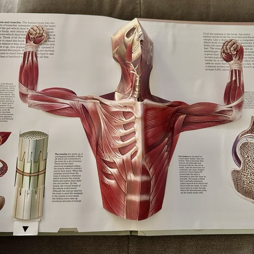 The Human Body By Jonathan Miller 3D Movable Illustrations Pop Up Book - Picture 10 of 13