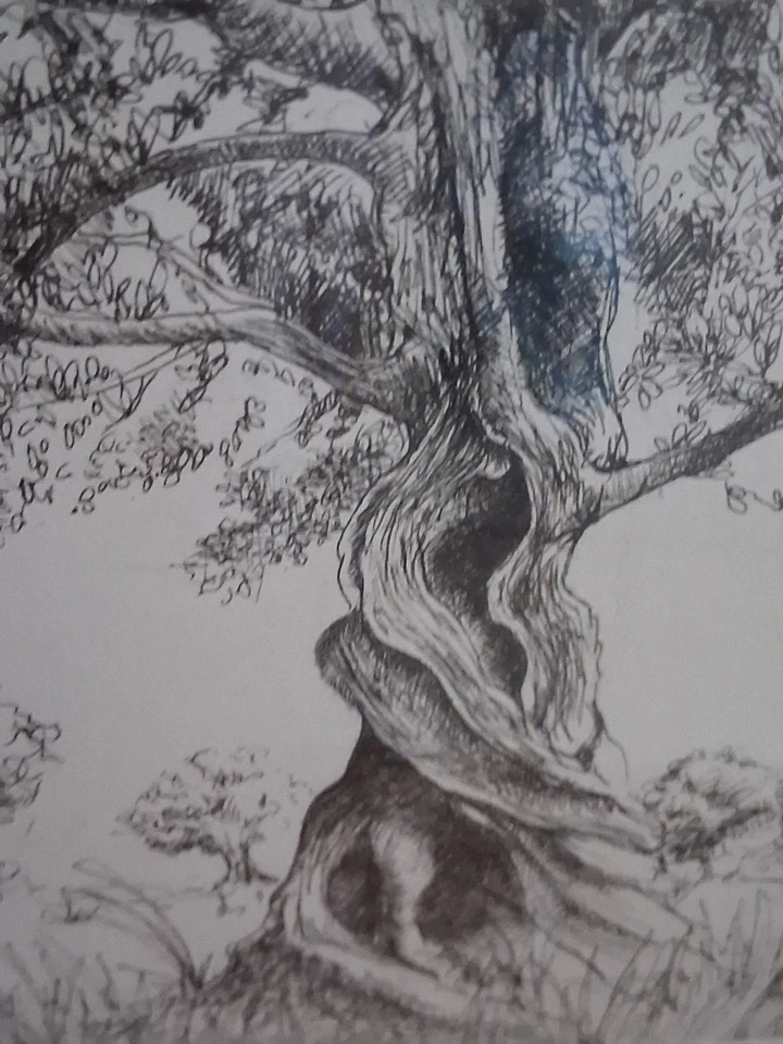 Dessin Original encadré Vieux Arbres  Signé - Photo 2/4