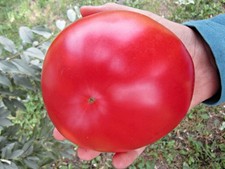 200 Raspberry-Pink Giant Tomato Seeds Lycopersicon Vegetable Organic Heirloom
