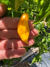 Mutton Pepper Seeds--Honduran, grown in Louisiana--50 seeds per pkt