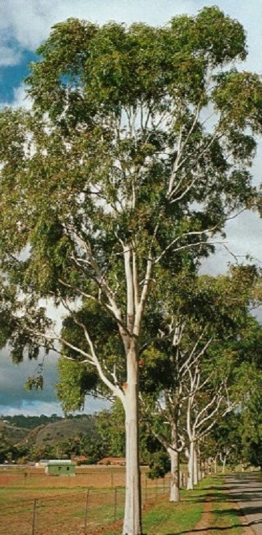 Semillas de eucalipto limón - Corymbia citriodora - Semillas fragantes de árbol medicinal Foto 4 de 4