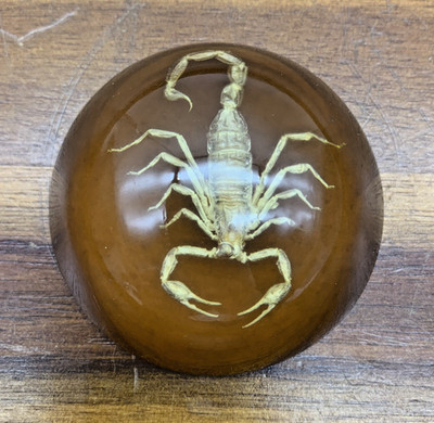 Genuine Scorpion Half Dome Acrylic Resin Lucite Paperweight Felt Base 2.5  EUC