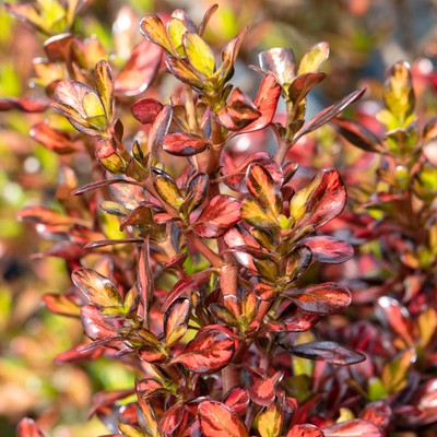 9cm Pot 3 X Coprosma Tequila Sunrise Evergreen Colourful Garden Shrub