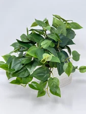 9" MED Potted faux Green Pothos Vine Silk plant in White wood box, handmade orig