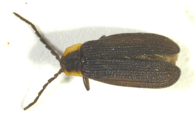 Net-Winged Beetle (Lycidae) USA Coleoptera Insect Specimen