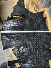 7 Foot Partial Alligator Hornback Hide