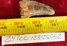 Rare Carcharodontosaurus Dinosaur Tooth T Rex Cousin 95 Mil Yrs Fossil 1 3/4”