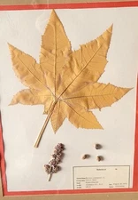 pressed leaves from 1974