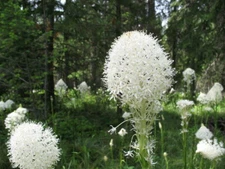 Bear Grass, Bear Lily (Xerophyllum tenax), 100 seeds