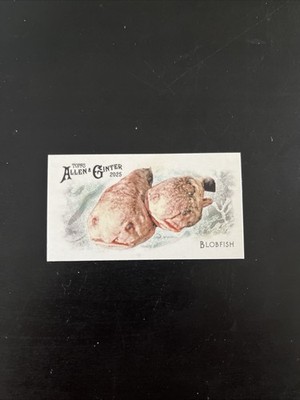 2025 Topps Allen & Ginter's - Mini 50 Fish from Global Waters - Blobfish