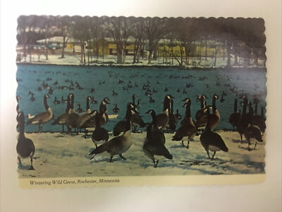 Wintering Wild Geese Rochester Minnesota Vintage Postcard