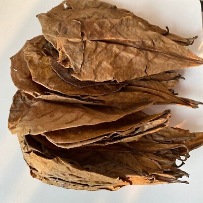 Catappa Leaves Indian Almond for Fish, Shrimp, Aquarium from Ceylon Ketapang 