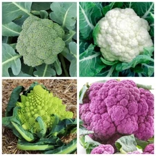 Rainbow Blend Cauliflower - Broccoli Mixed Colors | 300 Seeds | NON-GMO, USA