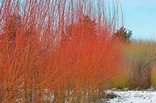 8 Flame Willow Trees Vibrant Orange and Red Colored Bark