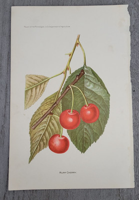 1897 RUPP CHERRY (Prunus Avium) Deborah Griscom Passmore Chromolithograph Print