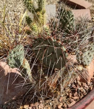 Opuntia macrocentra Extra Long Spines Cold Hardy Cactus 1 Pad