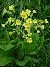 Primula  veris Cowslip    1,000 seeds