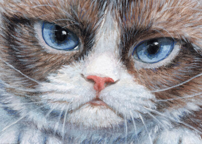 Grumpy Kitty   Original ACEO 21-0017  artist Svetlana Ledneva-Schukina