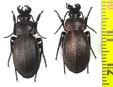 Carabidae, Carabus (Morphocarabus) regalis jenissoni pair A1, E. Russia