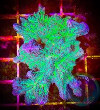 SAF~Neon Green Hydnophora Coral Frag“WYSIWYG”, SPS, Live Coral Colony, Monti