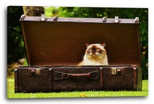 Wandbild Katze im Koffer grumpy Katzenbilder Katzen