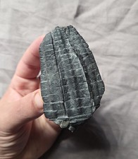 Museum Quality Fossil Crinoid Sea Lily Cupressocrinites Head Stunning Detail!