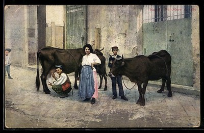 Bauer melkt eine Kuh, Ansichtskarte 1911 