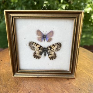 Butterflies Vintage | eBay