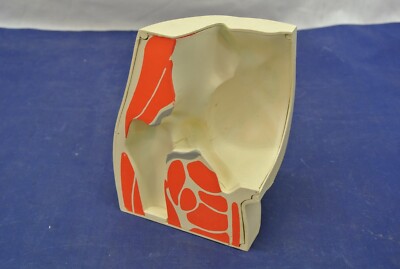 VINTAGE MERCK & CO. 1973,  DESK DISPLAY MODEL BUTTOX