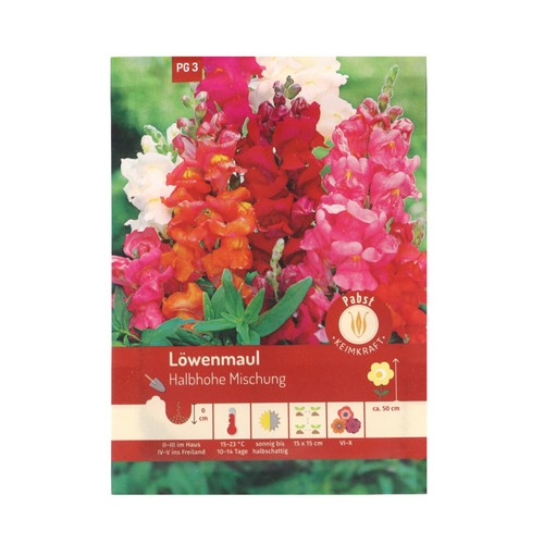 Löwenmaul halbhohe Mischung Löwenmäulchen kleines Löwenmaul