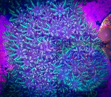 SAF~Sympodium Coral Frag Plug “WYSIWYG” GSP, Soft Corals, reef, Live,Green, Blue