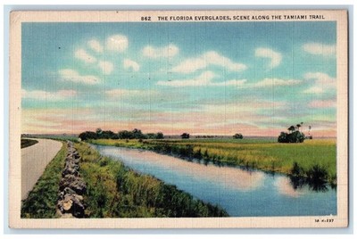 1935 Florida Everglades Scene Along Tamiami Trail Gainesville Florida Postcard