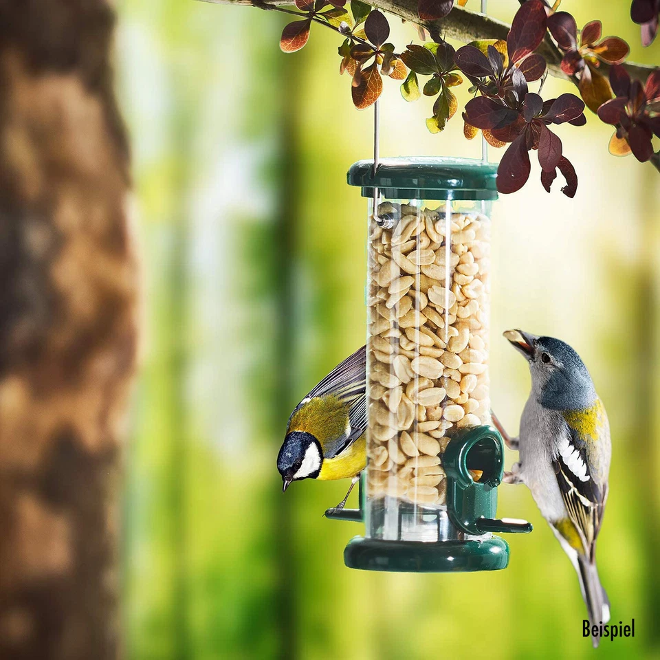 Erdnüsse Erdnusskerne blanchiert ohne Haut NEUE ERNTE 2025 Premiumqualität - Bild 3 von 4