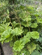 Darmera peltata. Umbrella Plant.Three Large Wool Potted Rhizomes Ready To Plant