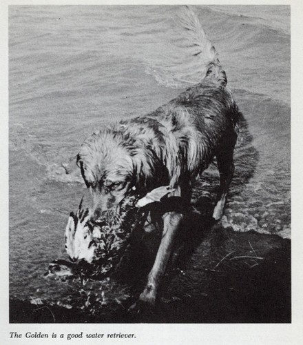 * Golden Retriever "Working" - CUSTOM MATTED - Vintage Dog "Photo Print" - 1964