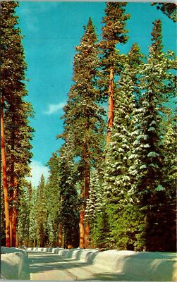 Winter in Cascade Mountains WA Postcard Unused (31383)