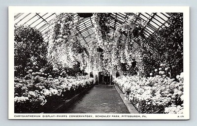 Vintage Phipps Conservatory Chrysanthemum Display Postcard Pittsburgh PA