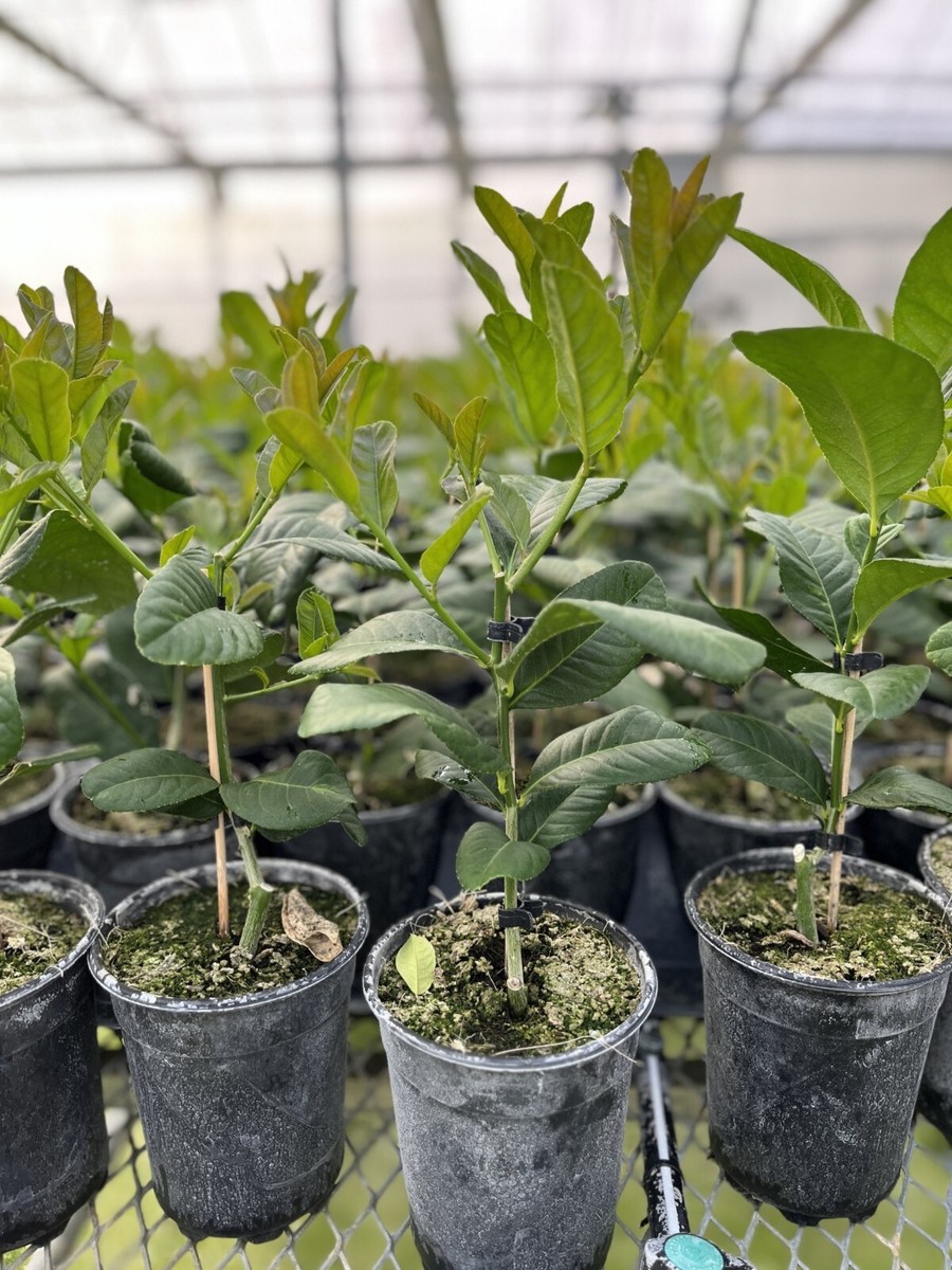 Florida only! Buddhas Hand Tree, 12-15 inches; 5 container, Rooted  Cutting/Bush | eBay
