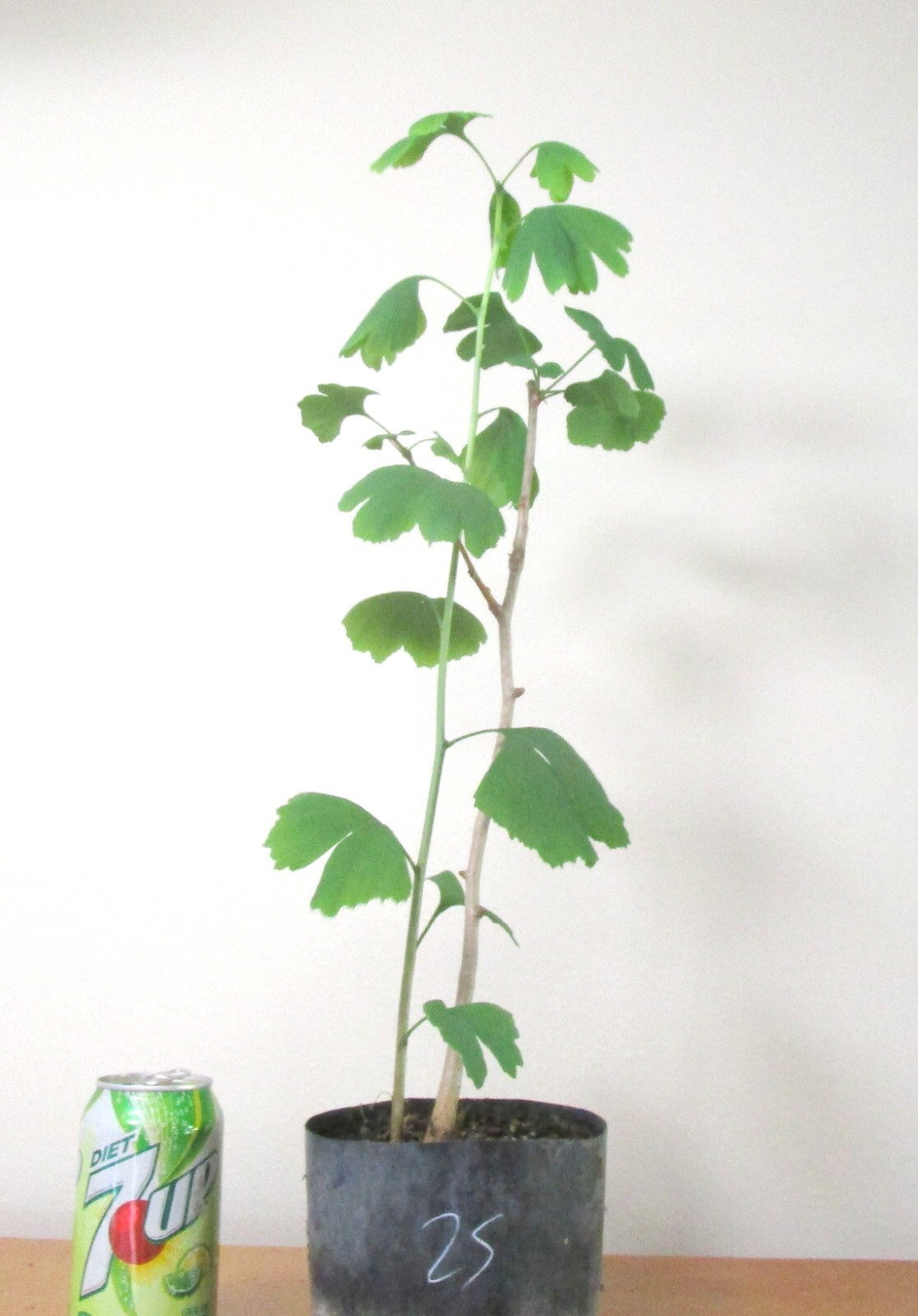 Gingko Biloba Shohin Bonsai Tree for Mame Size #25