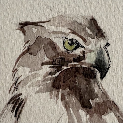 ACEO 2.5x3.5 inches Eagle Hawk Original Watercolor Unframed